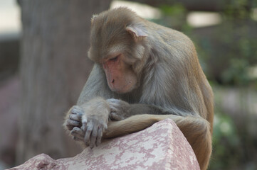 Rhesus macaque Macaca mulatta resting. Agra. Uttar Pradesh. India.