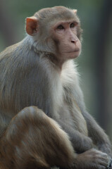 Rhesus macaque Macaca mulatta in Agra. Uttar Pradesh. India.