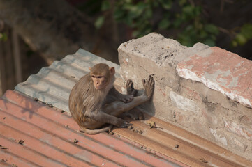 Rhesus macaque Macaca mulatta grooming. Agra. Uttar Pradesh. India.