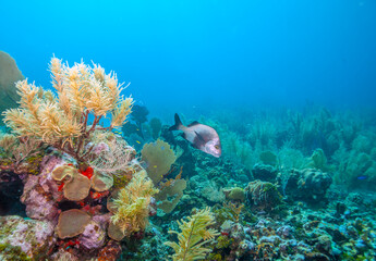 Caribbean coral garden