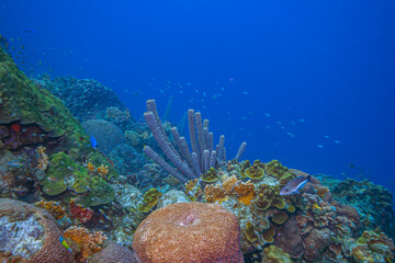 Caribbean coral garden