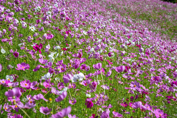 コスモスの花　秋のイメージ