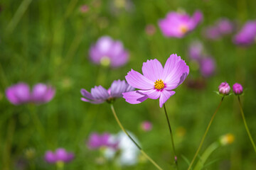 コスモスの花　秋のイメージ