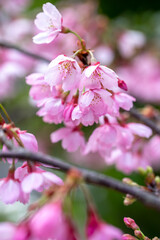 桜の花　春のイメージ