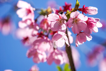 桜の花　春のイメージ