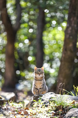 ノラ猫のポートレート