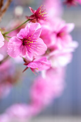 桜の花　春のイメージ