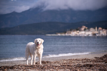 Beautiful white Kuvasz dog on the beach with the village of Saint Florent in the background. Corsica