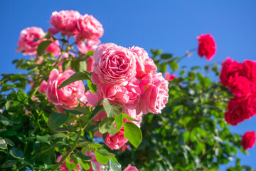 バラの花　屋外撮影