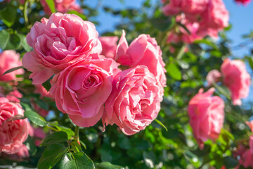 バラの花　屋外撮影