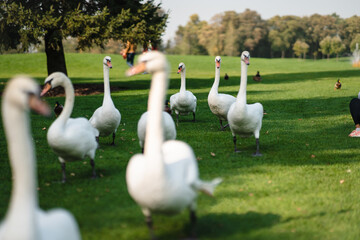 White swans resting on the green grass in the park.