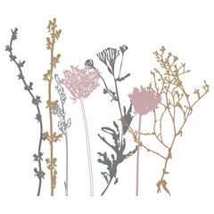 Botanical illustration with plants, wildflowers and grasses