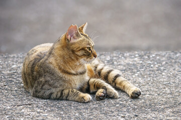 野良猫のポートレート