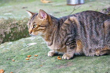 野良猫のポートレート