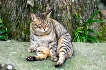野良猫のポートレート