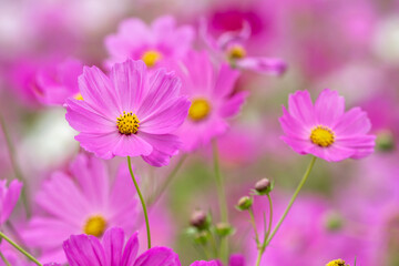 Obraz premium コスモスの花 秋のイメージ