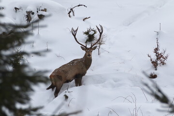 Deer ( Cervus Elaphus ) In The Natural Habitat, Winter Time,  Adult Deer Stag With Big Horns InWinter Forest. Great Deer Buck
