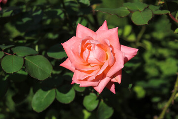 薔薇 ローズ バラ ガーデン ピンク パステル 明るい かわいい 