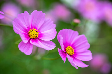 コスモスの花　秋のイメージ