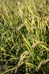 稲穂　秋のイメージ