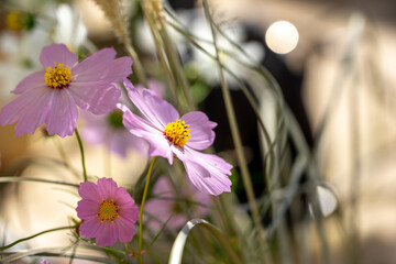 コスモスの花　秋のイメージ