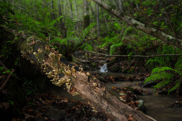 Setas sobre tronco en bosque humedo