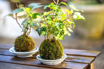 苔盆栽　和風イメージ