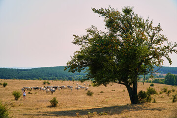 Lonely green tree on the horizon in the desert. Loneliness and unity with the world. High quality photo