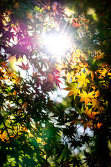 紅葉　秋のイメージ