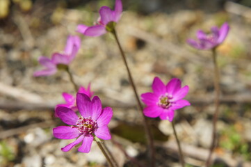 Fototapeta premium 雪割草(園芸品種)