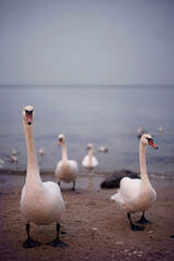 White swans walk on the sand near the sea