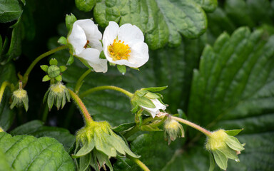 strawberry flower and leaves in the garden