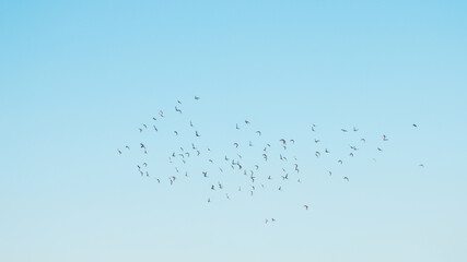 A flock of birds flying in the blue sky