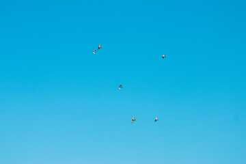 A flock of birds flying in the blue sky