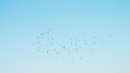 A flock of birds flying in the blue sky