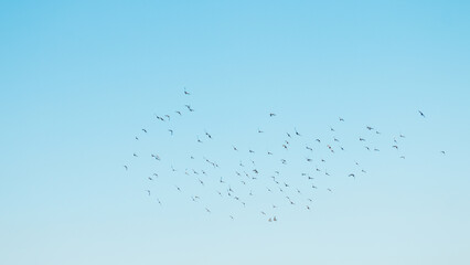 A flock of birds flying in the blue sky