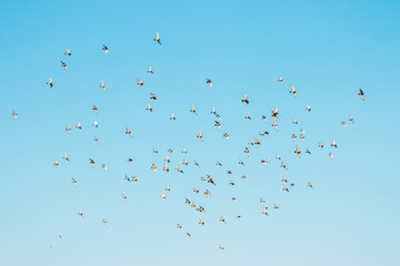 A flock of birds flying in the blue sky