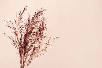 Red dry pampas grass plants on beige canva abstract background with copy space