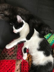 katzen kuscheln kitten kater