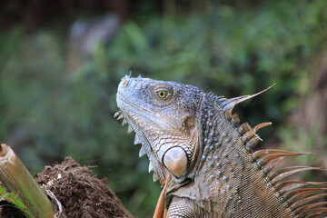 brown iguana in front of plants