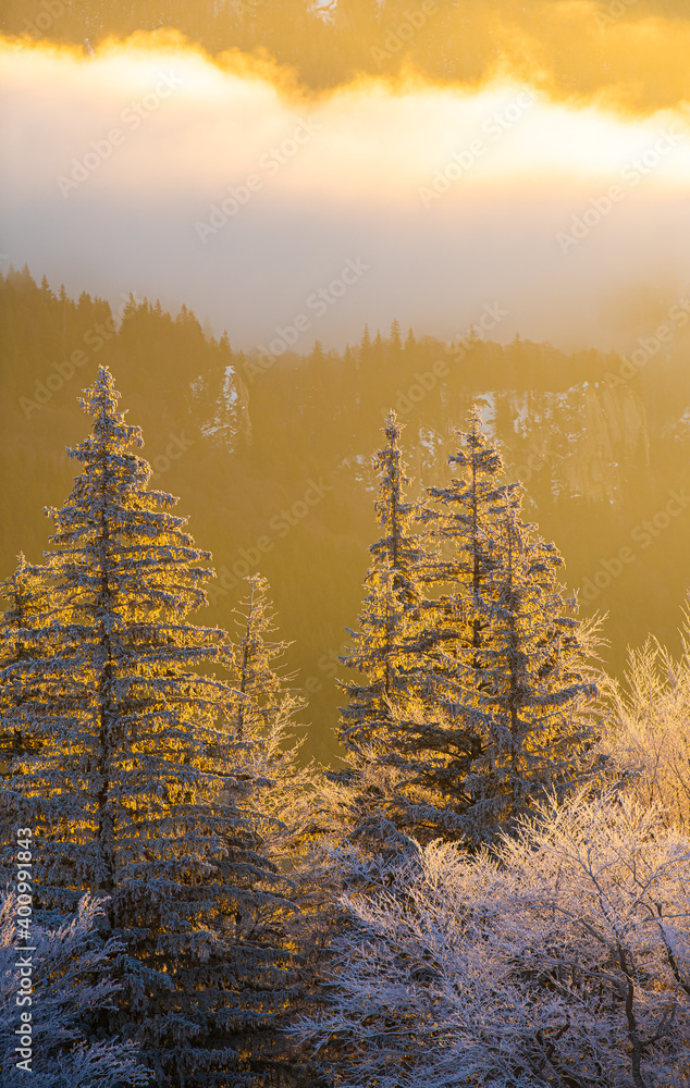 Wall mural winter trees in a forest with snow on them during an amazing warm sunrise light at the bottom of the