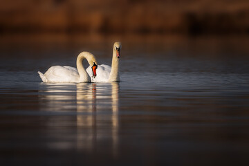 Schwäne auf dem Wasser