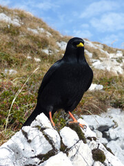 Black jackdaw (Corvus monedula) in the mountains