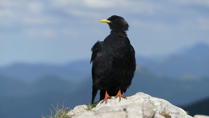 Black jackdaw (Corvus monedula) in the mountains