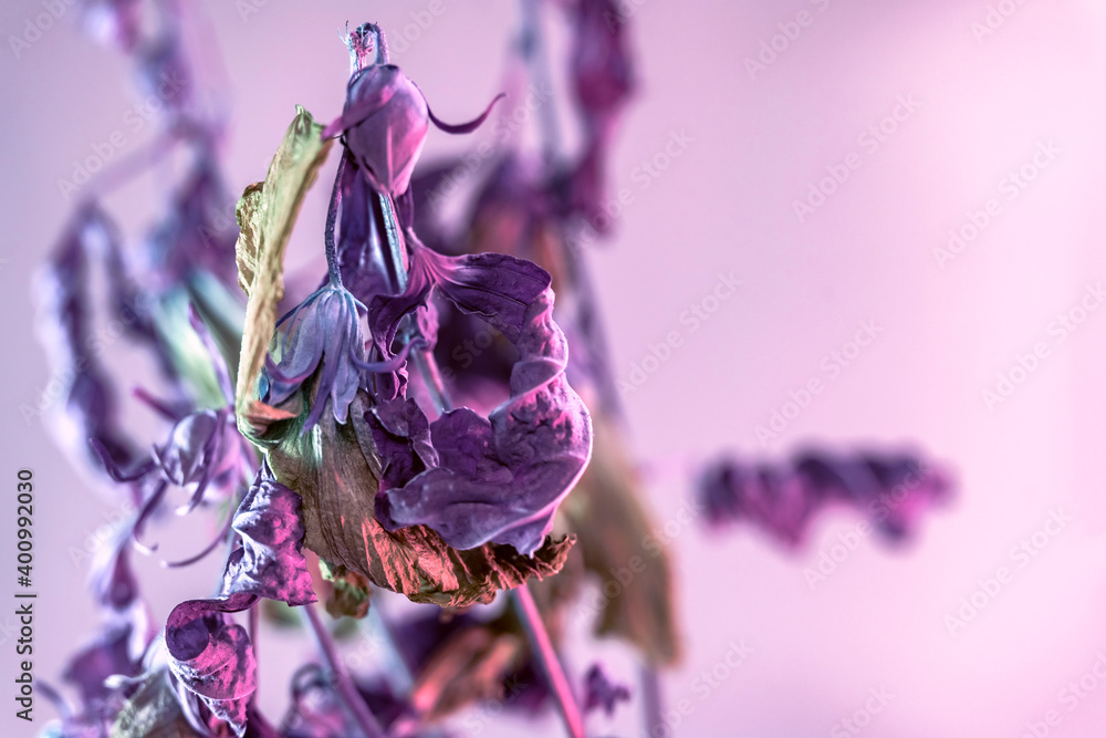 Poster close up faded flowers in the color light. beautiful plant minimal in neon light. minimalism retro s