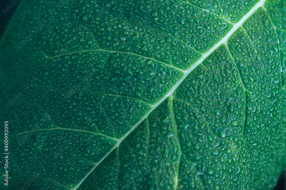 Poster close up detail of a leaf plant in the garden. beautiful background pattern for design.