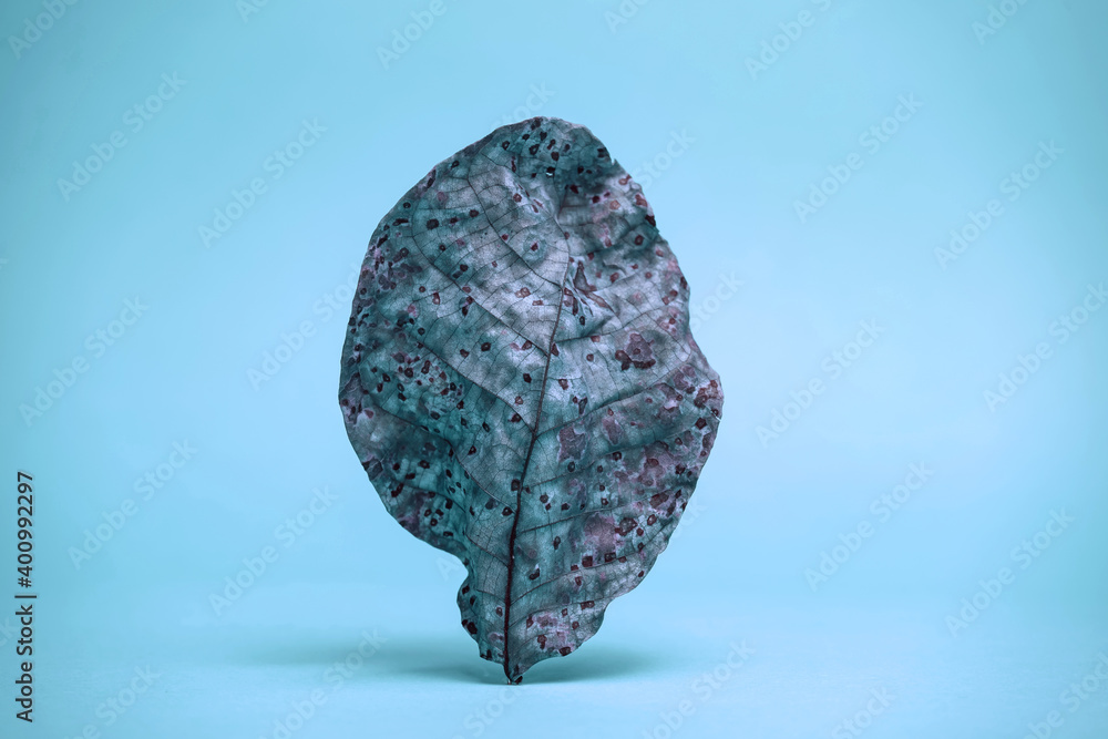 Aufkleber beautiful faded old colorful leaf in blue light. minimalism autumn style concept. background pattern