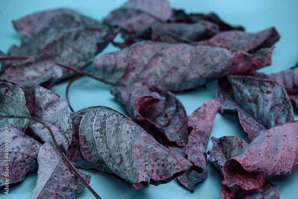 Poster beautiful faded old colorful leafs in blue light. minimalism autumn style concept. background patter