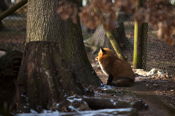 Orange fox