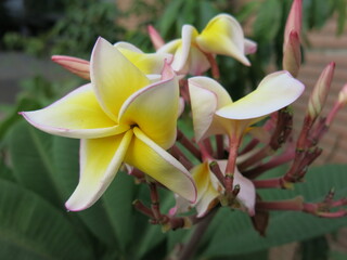 the blooming of Plumeria  design for flowers icon and relaxation background